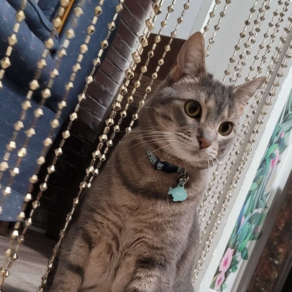 Meet your Posher, Ying yan